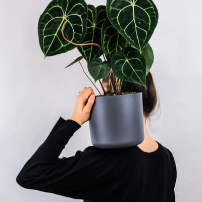 Apropos Plants Store Gallery Img 1